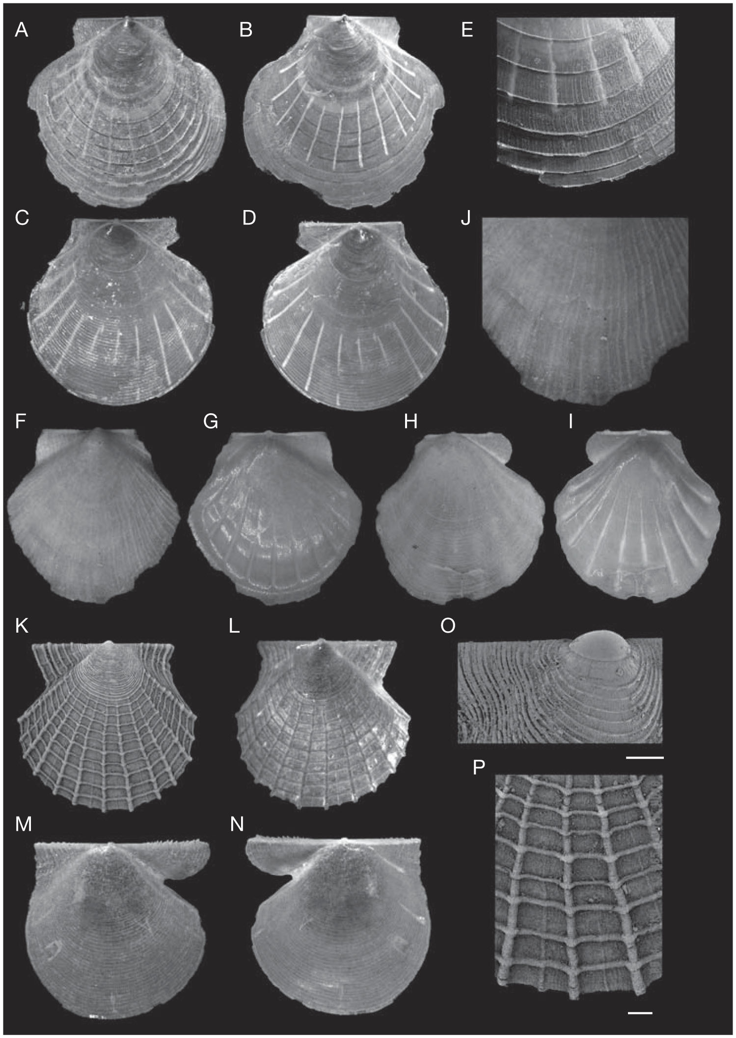 Pectinoidea (Mollusca, Bivalvia, Propeamussiidae, Entoliidae and ...