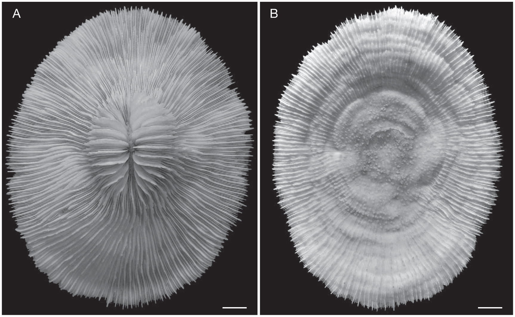 Coral-verdadeira (Micrurus  Download Scientific Diagram