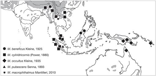 Taxonomy Nomenclature And Phylogeny Of The Tribes Hoplopisthiini Senna Calabresi 1919 And Microtrachelizini Zimmerman 1994 Coleoptera Brentidae