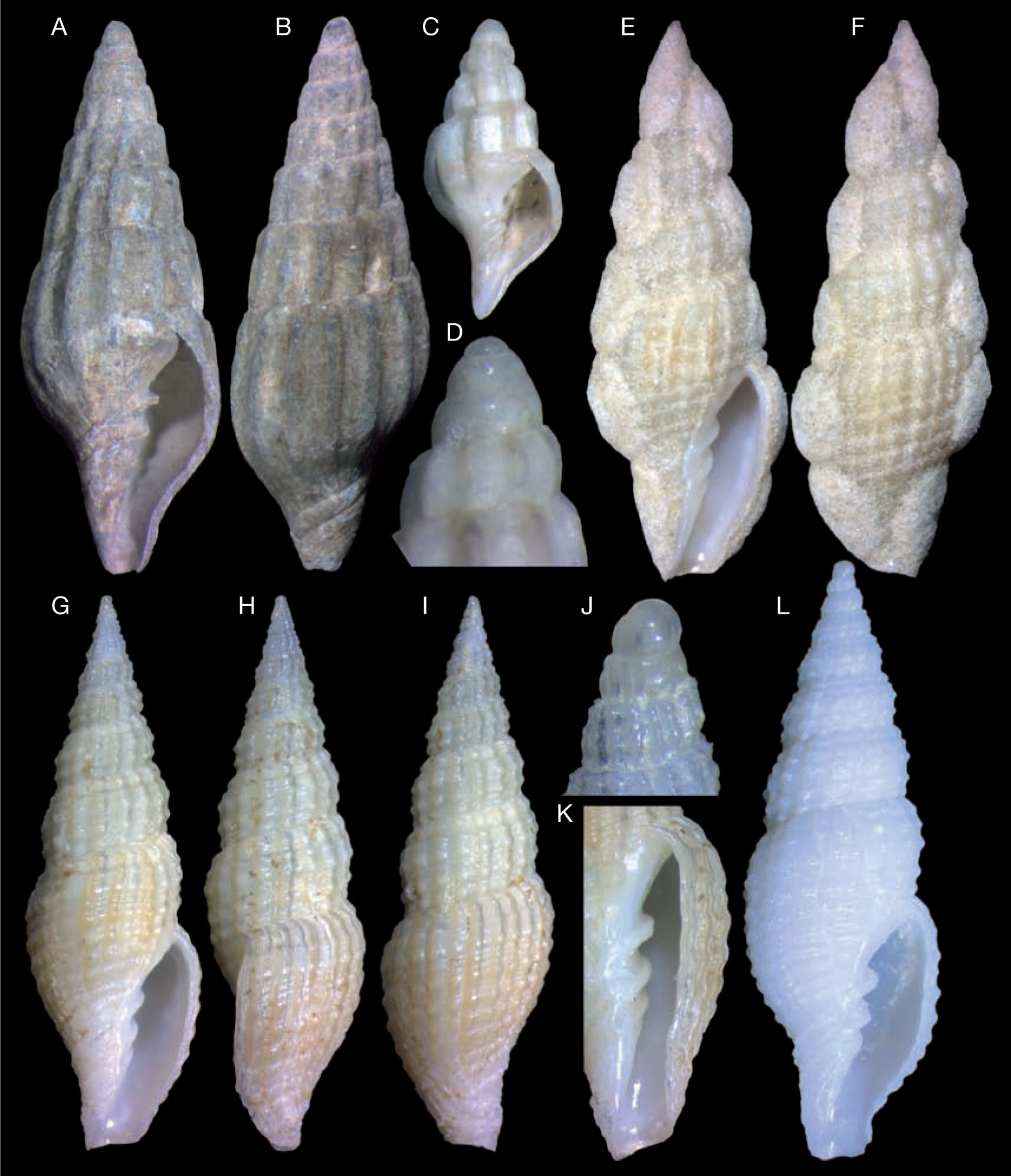 Taxonomic study on the molluscs collected in Marion-Dufresne expedition  (MD55) to SE Brazil: Xenophoridae, Cypraeoidea, mitriforms and Terebridae  (Caenogastropoda)