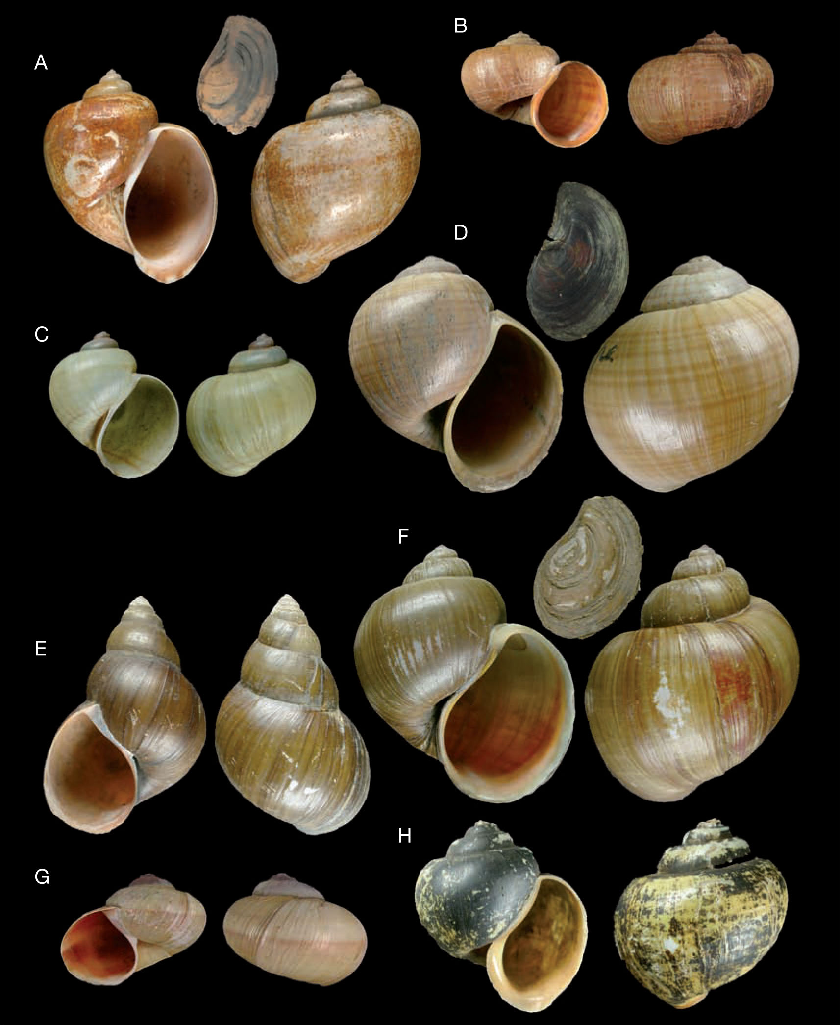 Annotated catalogue of the types of Ampullariidae (Mollusca, Gastropoda ...