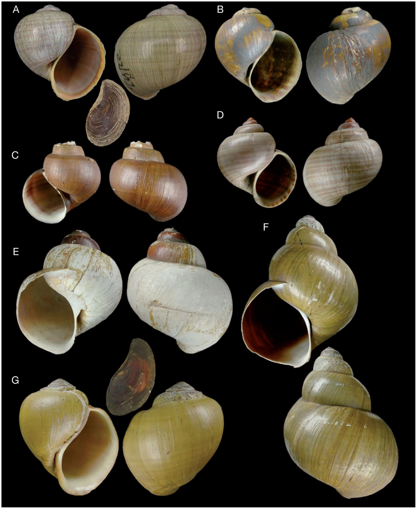 Annotated catalogue of the types of Ampullariidae (Mollusca, Gastropoda ...