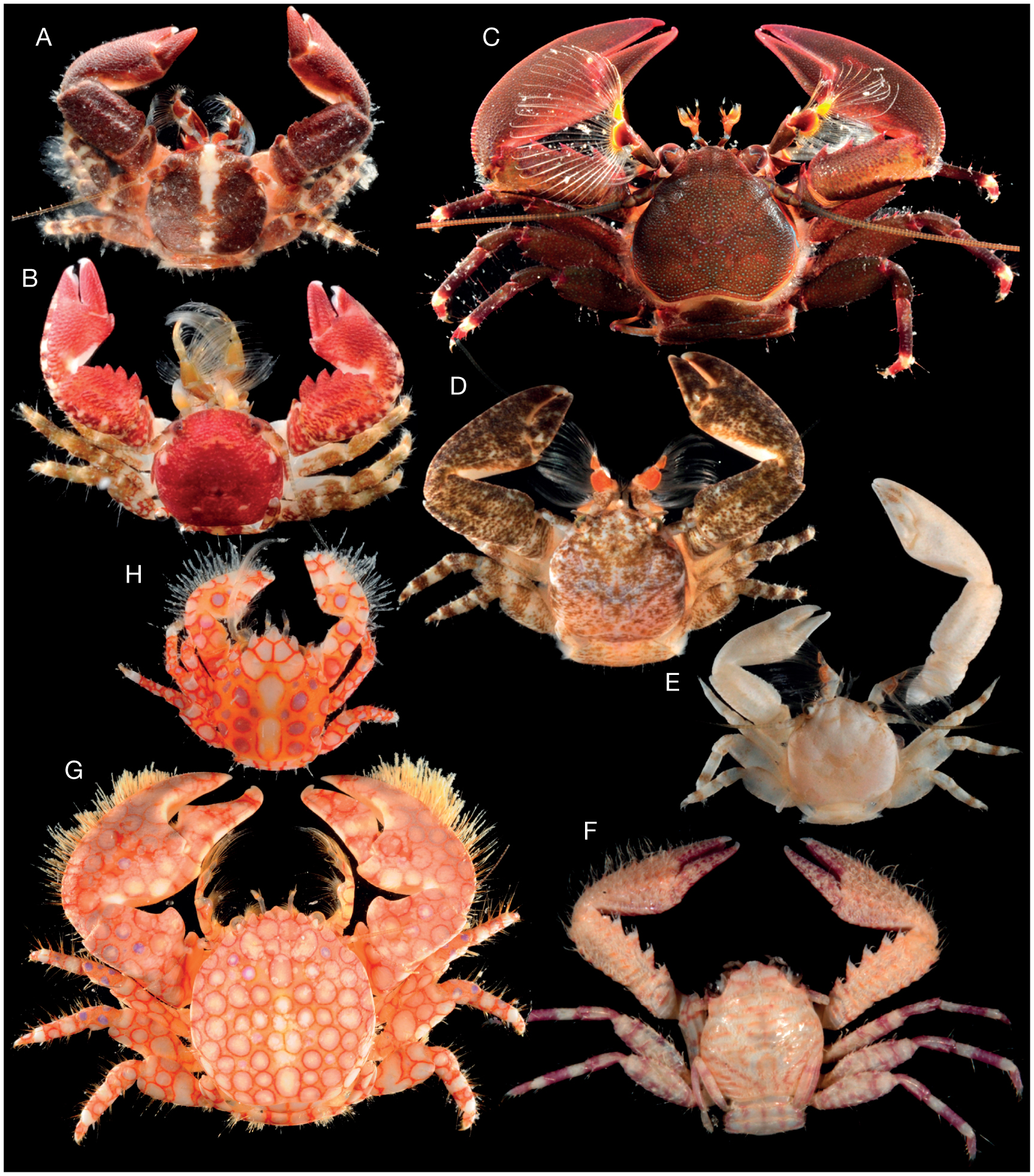 St. Joe Bay Species - Hermit Crab Sponge