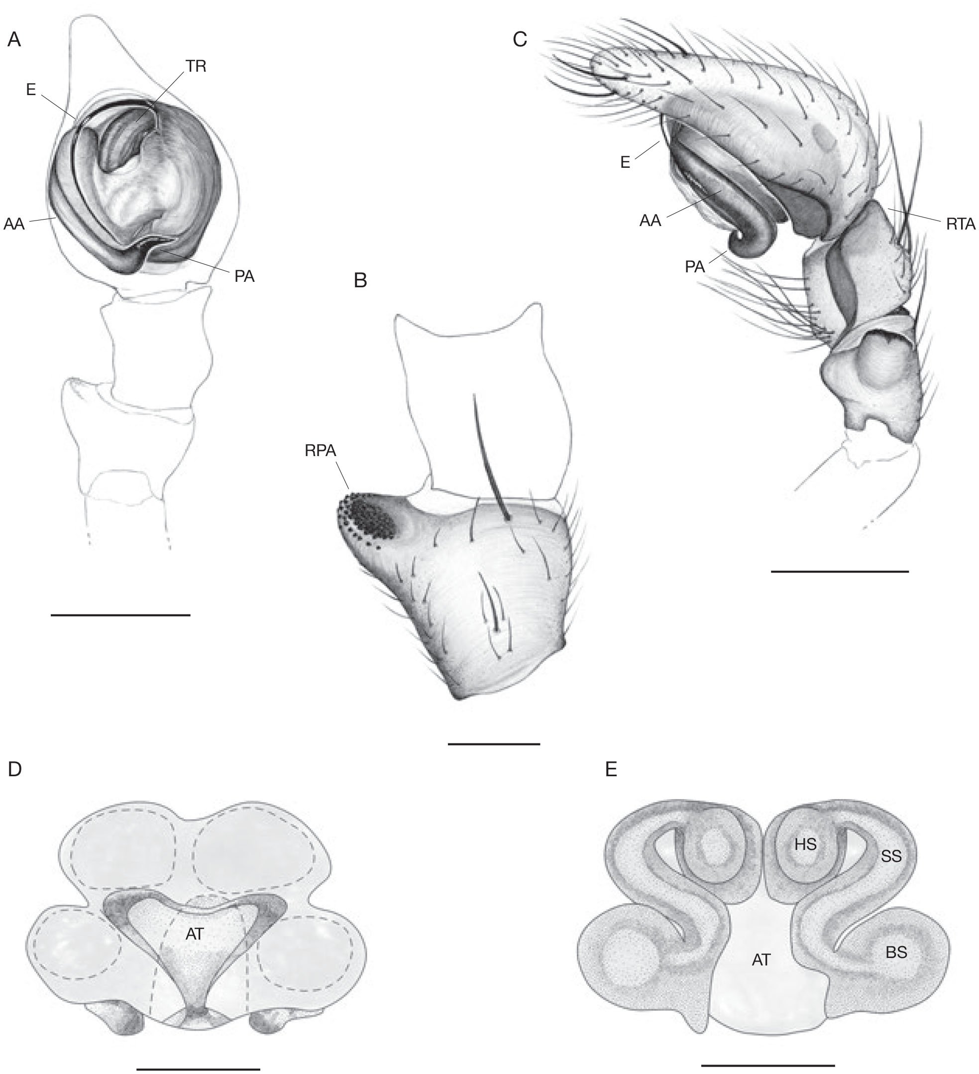 Taxonomic Notes On Cybaeus Vignai Brignoli 1977 Araneae Cybaeidae And Dysdera Cribrata Simon 18 Araneae Dysderidae From The Italian Maritime Alps