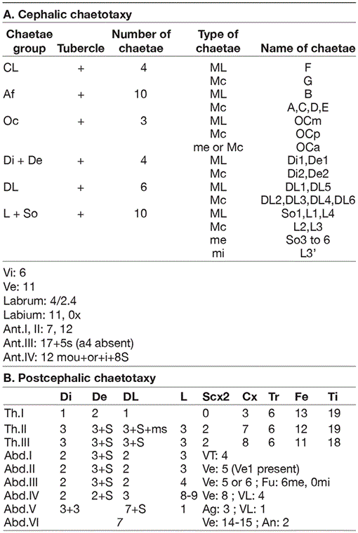 Two New Species Of Poduromorpha Collembola From The Mercantour National Park Alpes Maritimes France With Comments On Pseudopore Patterns Two New Species Of Poduromorpha Collembola From The Mercantour National Park Alpes Maritimes France With Comments On Pseudopore Patterns