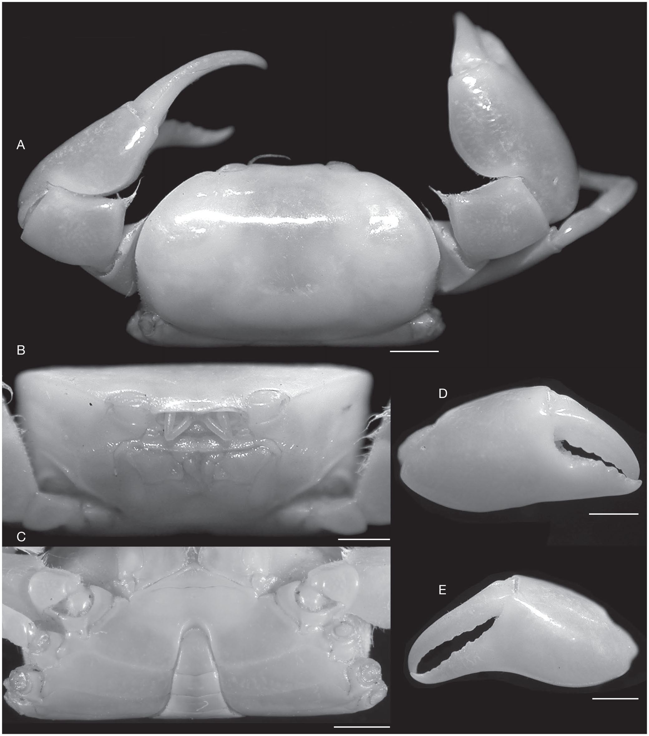 Ceratoplax margarita n. sp., a new rhizopine crab (Crustacea: Brachyura ...