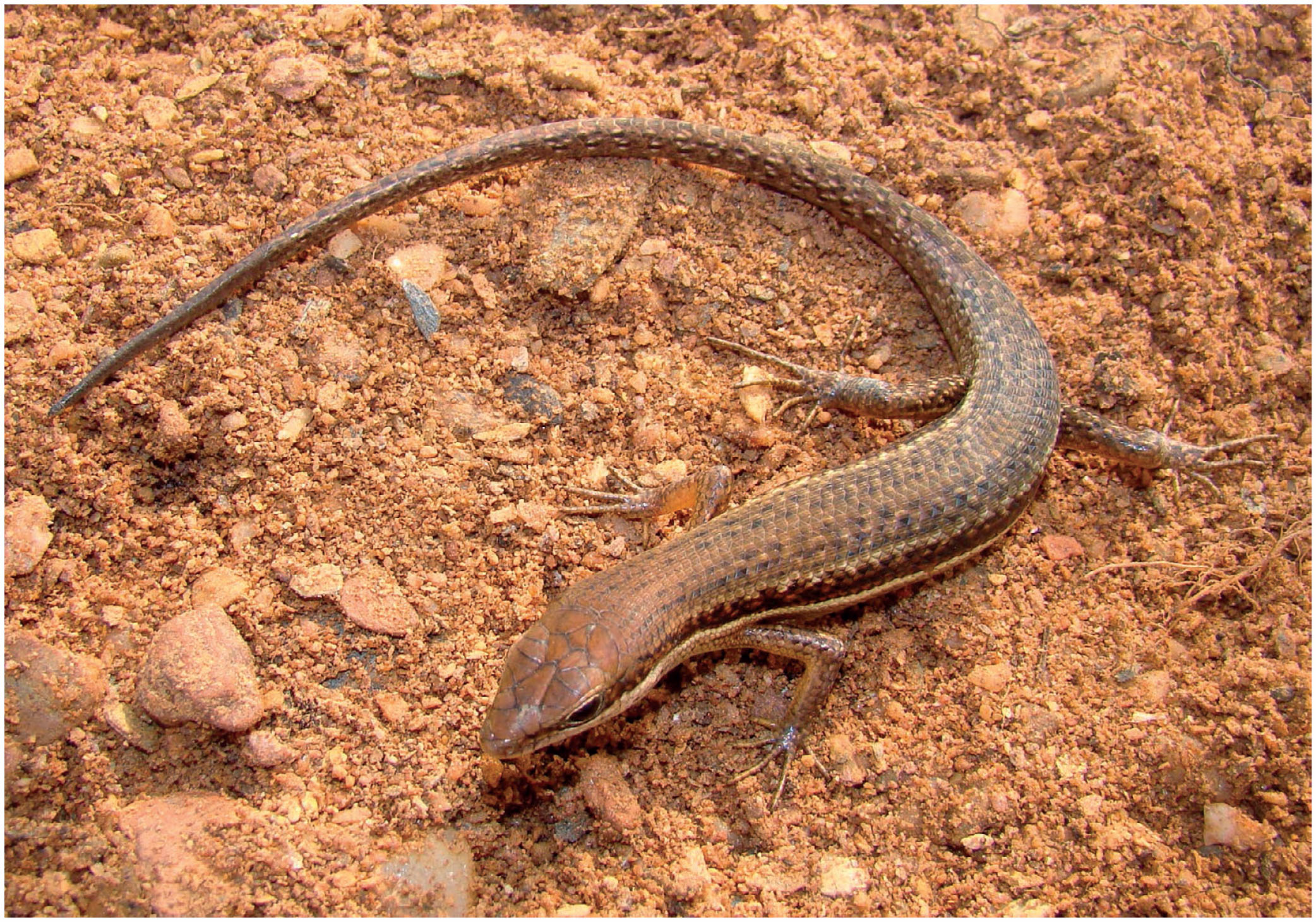 Checklist Of The Lizards Of Togo West Africa With Comments On Systematics Distribution Ecology And Conservation