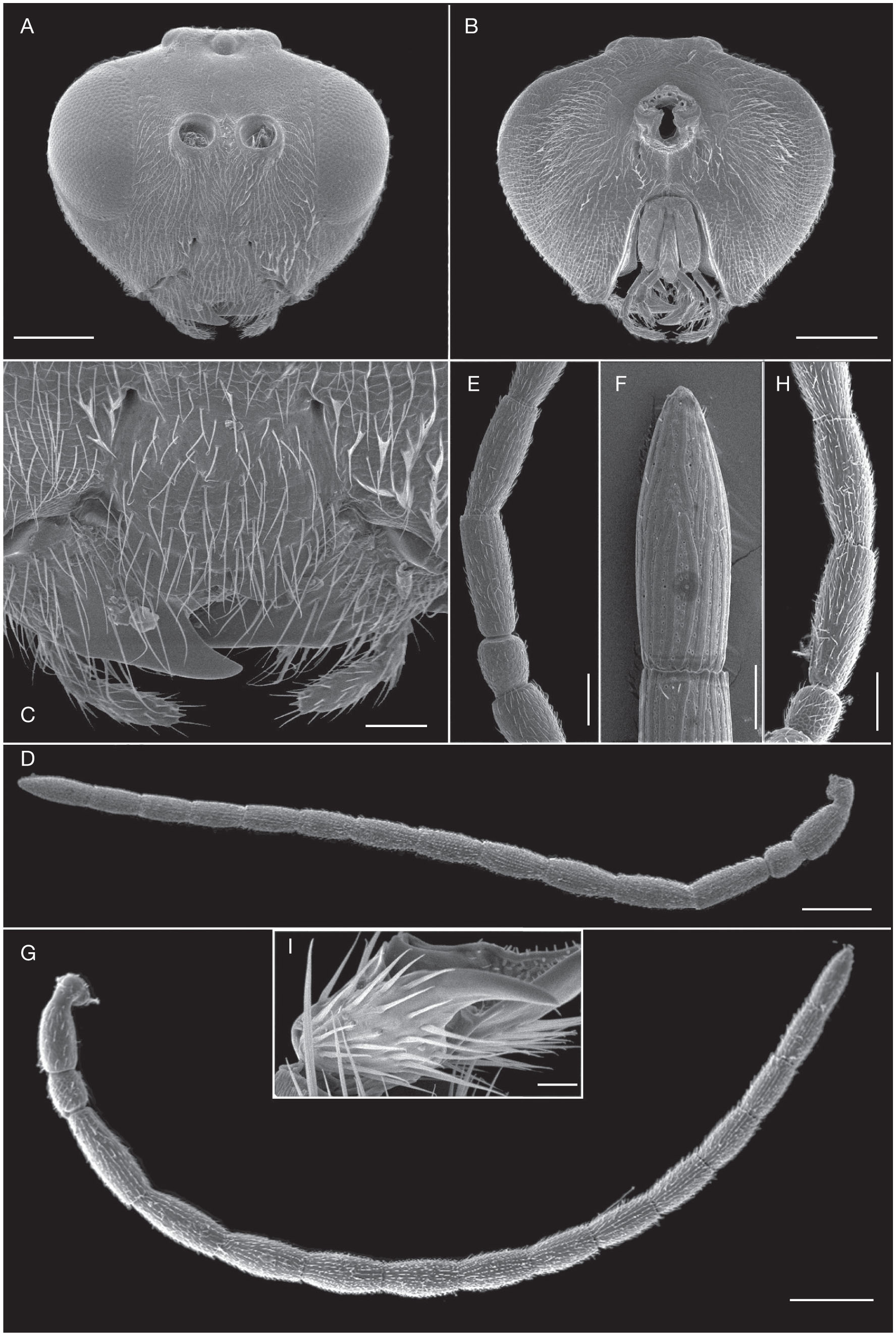 Species Of Aylacini Ashmead 1903 Hymenoptera Cynipidae Inducing Galls On Papaver L Papavaceae From Romania With Description Of A New Species And Notes On Parasitoids Hymenoptera