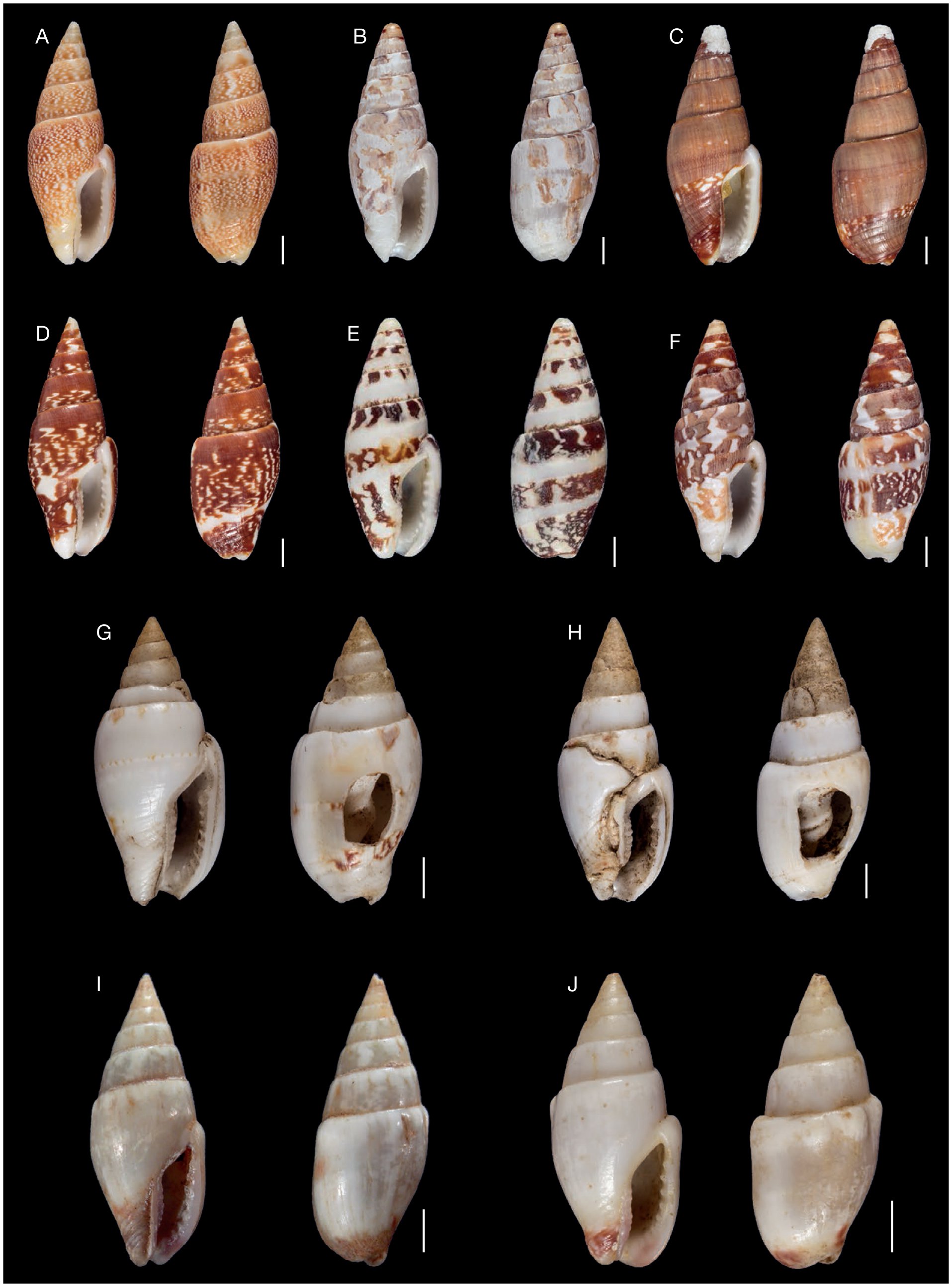 On the identity of Graphicomassa albina (Kiener, 1841) (Gastropoda ...