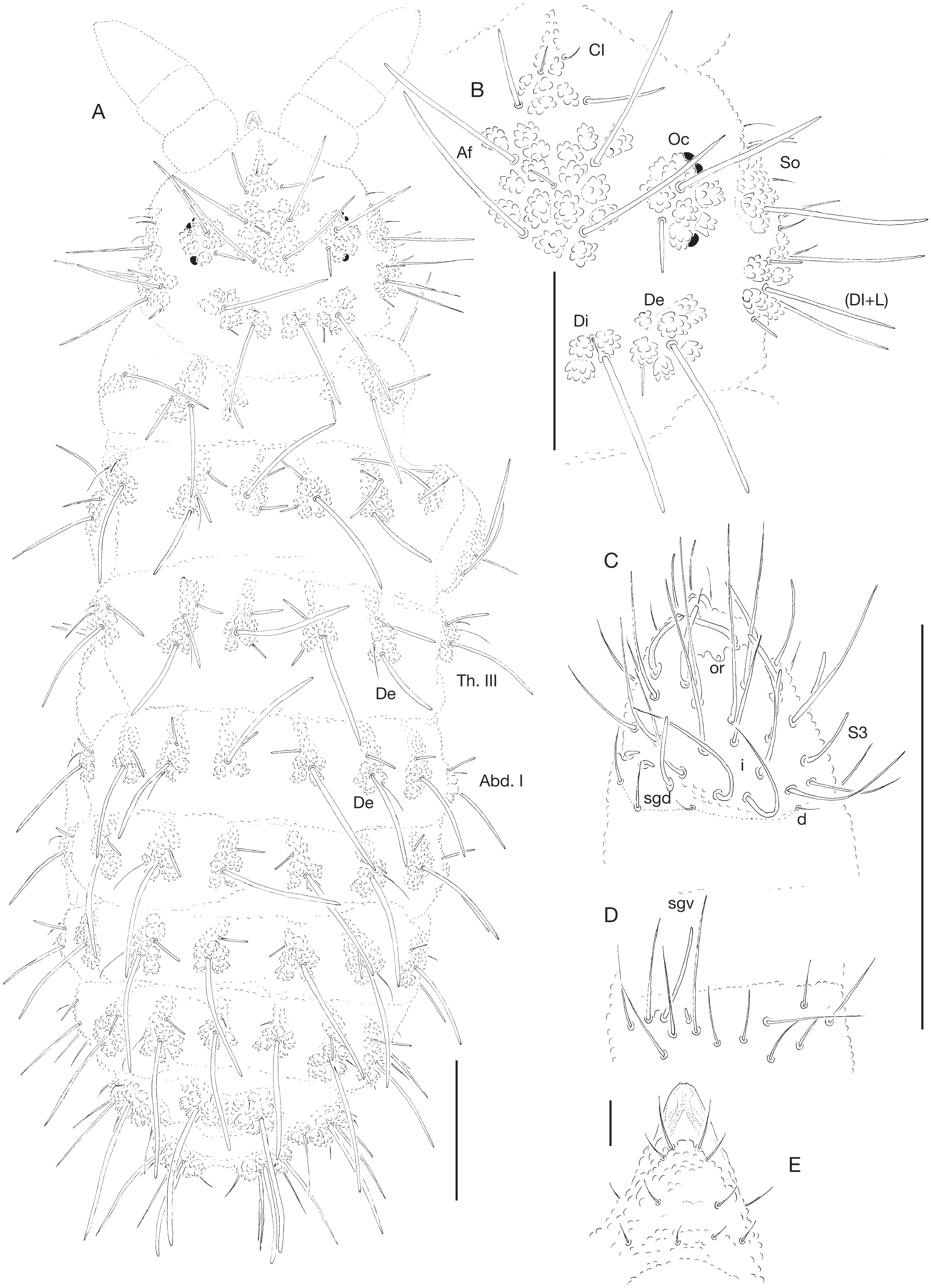 Neanura Judithae N Sp From Polish Carpathians With An Updated And