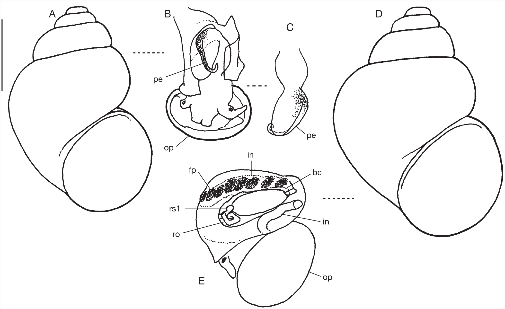 The Genus Mercuria Boeters 1971 In France Gastropoda - 