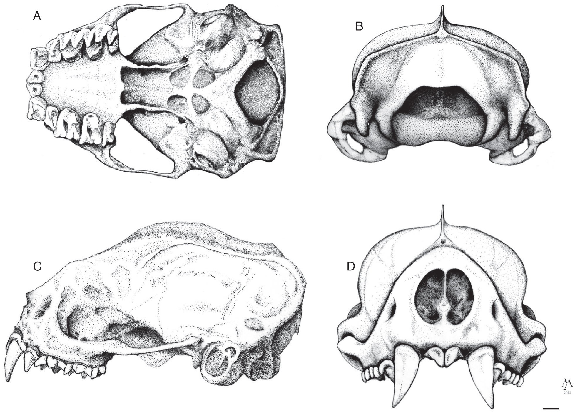 Diversity, morphological phylogeny, and distribution of bats of the ...