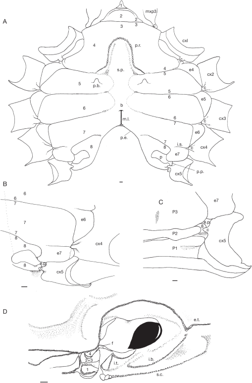 Review Of Grapsoid Families For The Establishment Of A New Family For Leptograpsodes Montgomery 1931 And A New Genus Of Gecarcinidae H Milne Edwards 17 Crustacea Decapoda Brachyura Grapsoidea Macleay 18