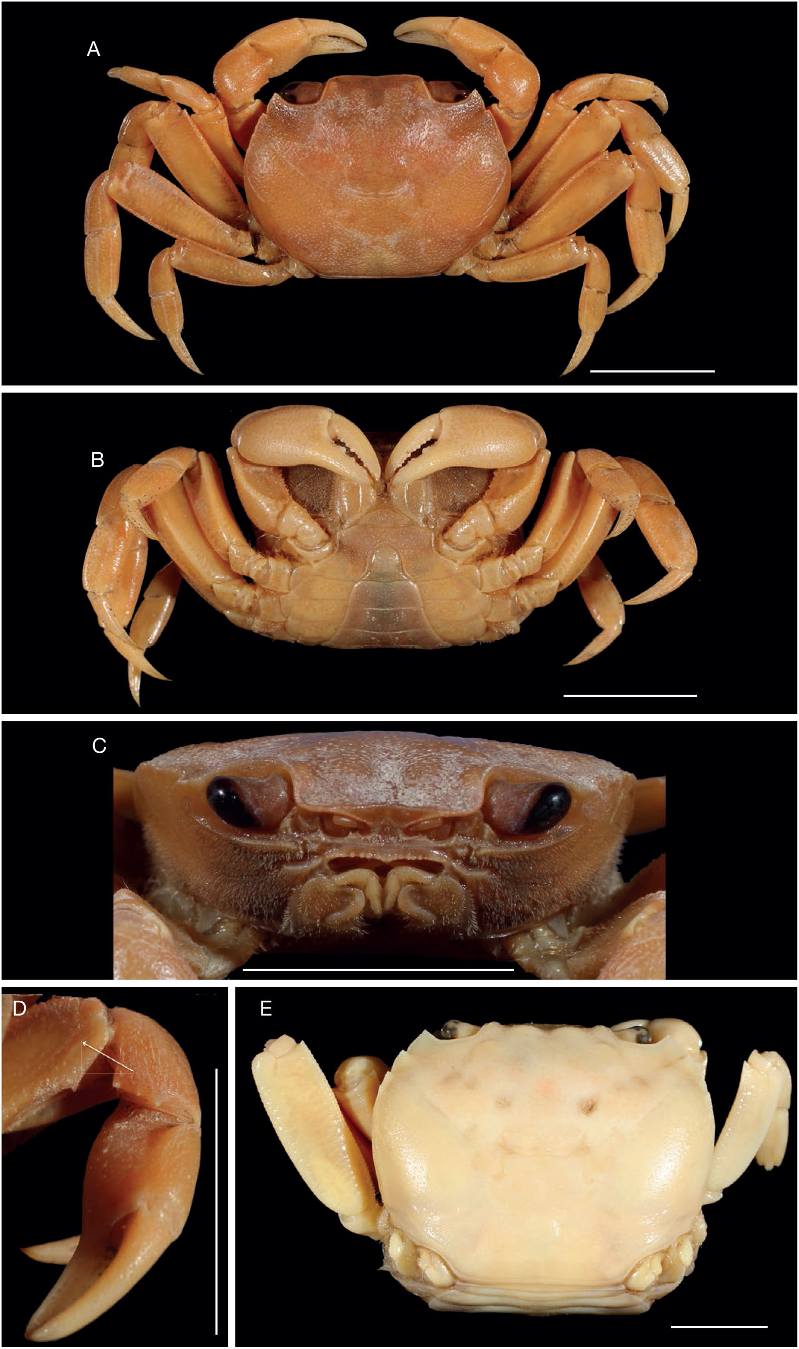 Review of grapsoid families for the establishment of a new family for ...