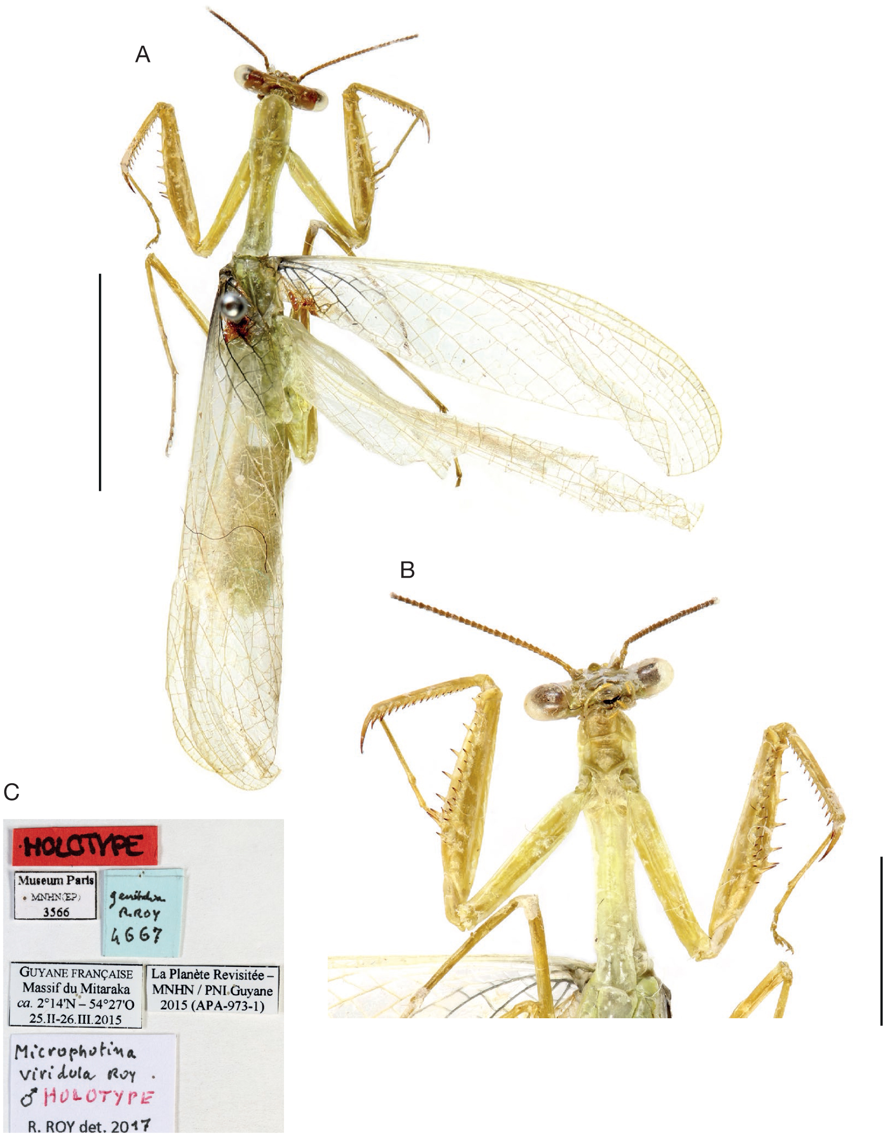 Les Mantes Dictyoptera Mantodea Du Massif Du Mitaraka Guyane