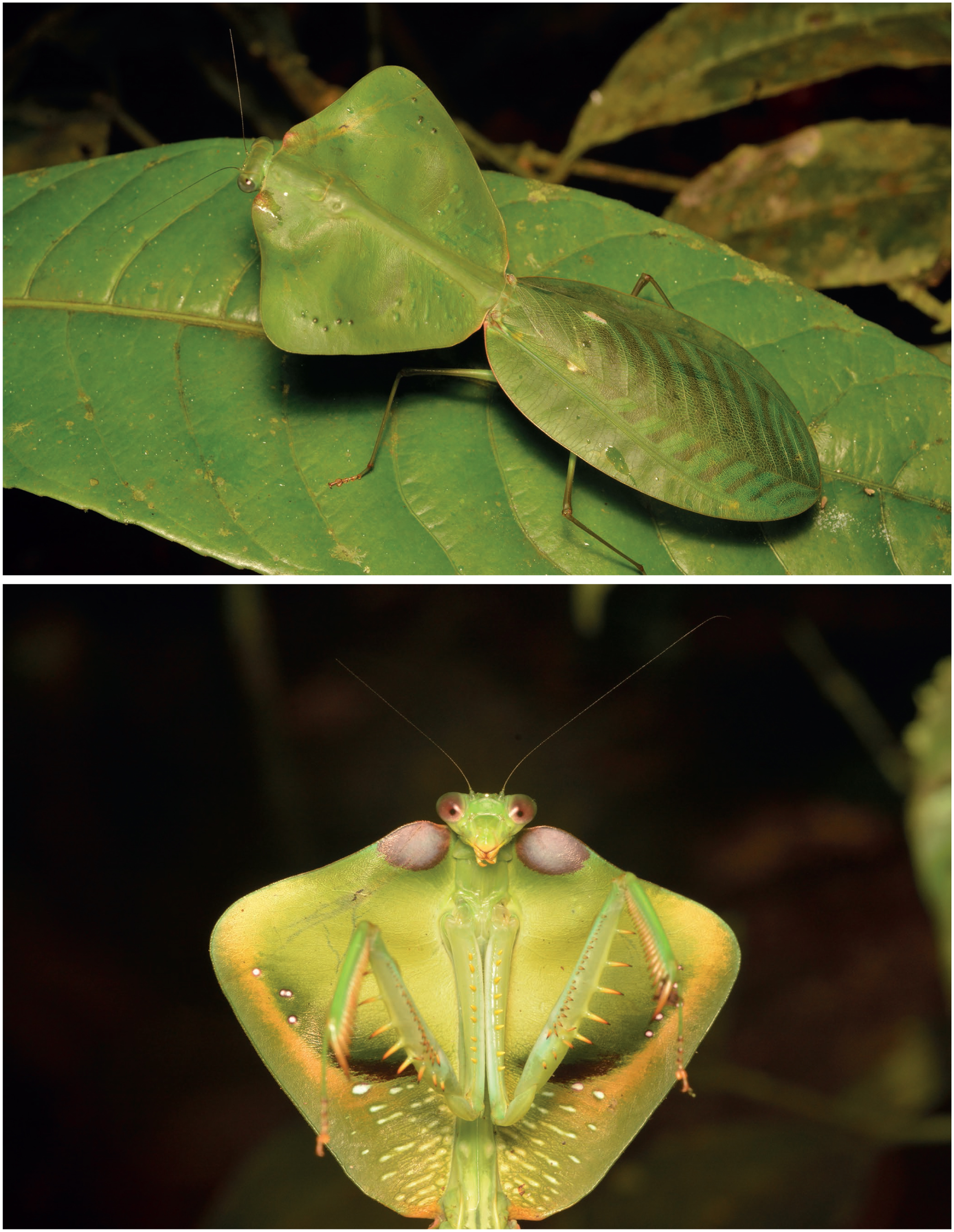 Les Mantes Dictyoptera Mantodea Du Massif Du Mitaraka Guyane