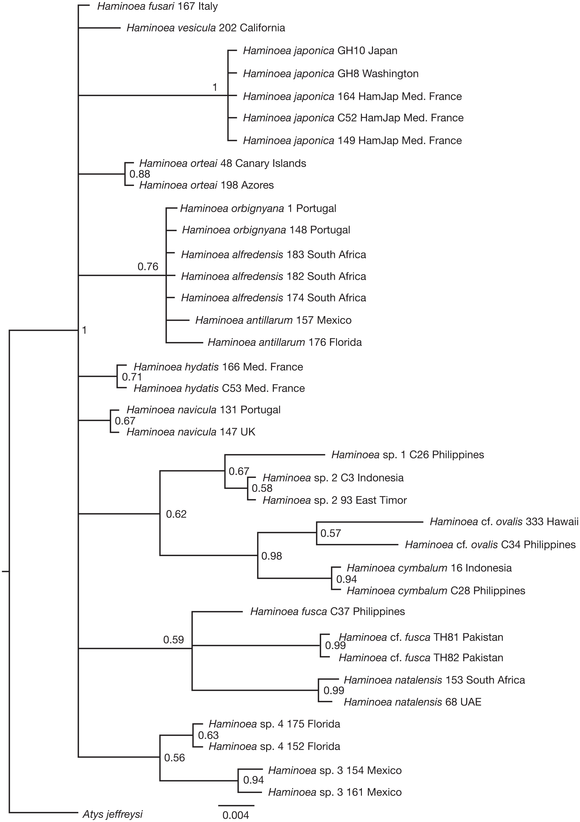 Beyond Shells First Detailed Morphological Description Of - 