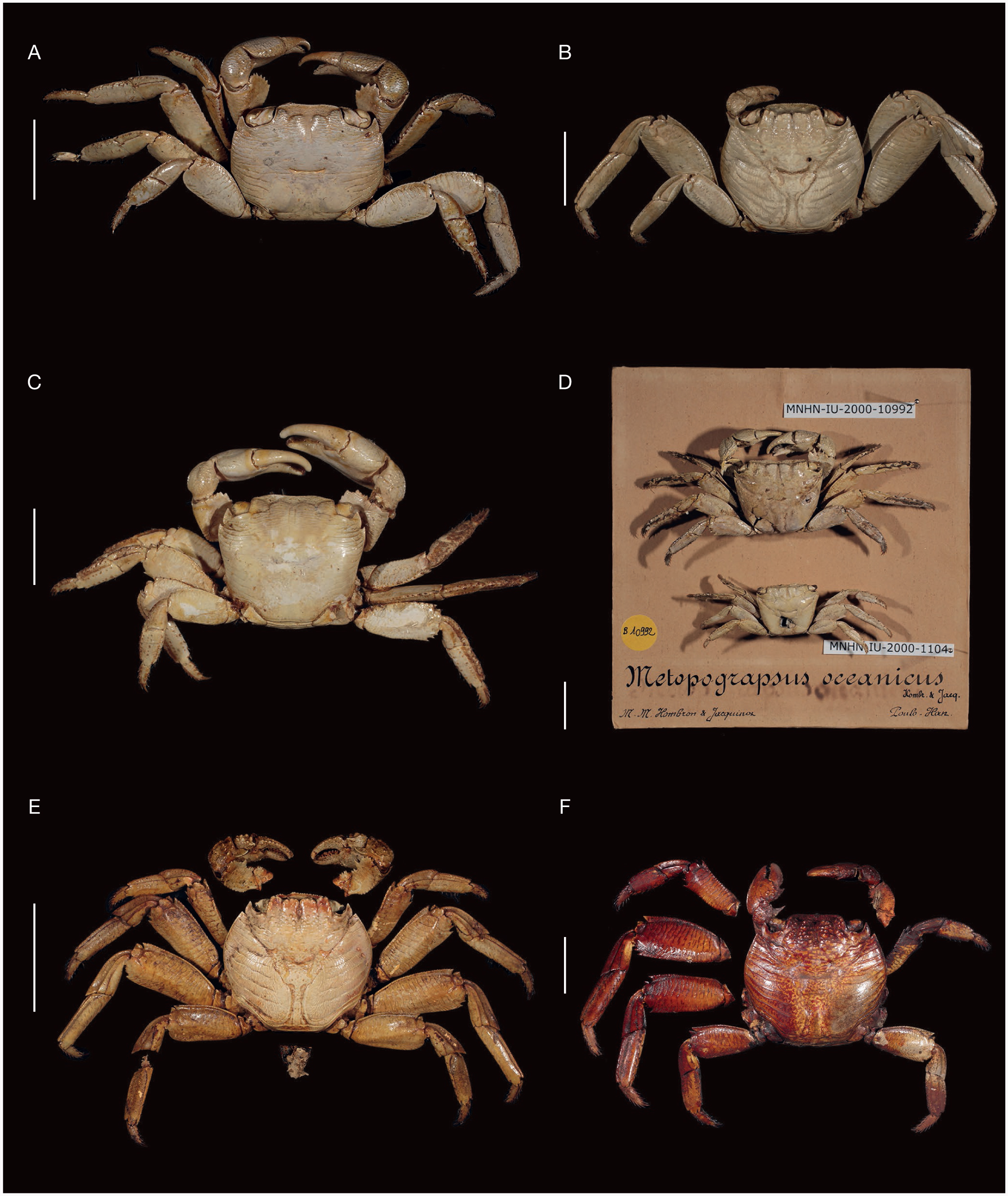Annotated type-catalogue of Brachyura (Crustacea, Decapoda) of the Muséum national dHistoire naturelle, Paris