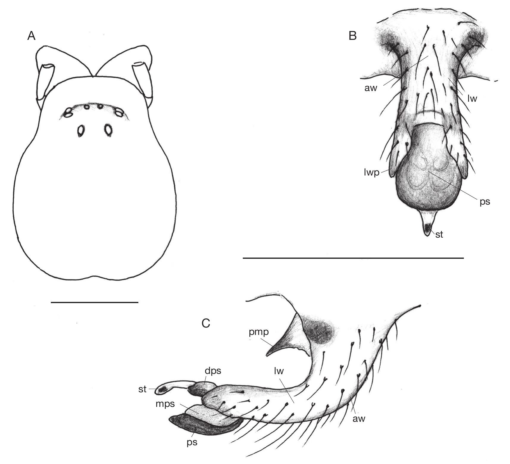 The High Complexity Of Micronetinae Hull, 1920 (Araneae, Linyphiidae ...