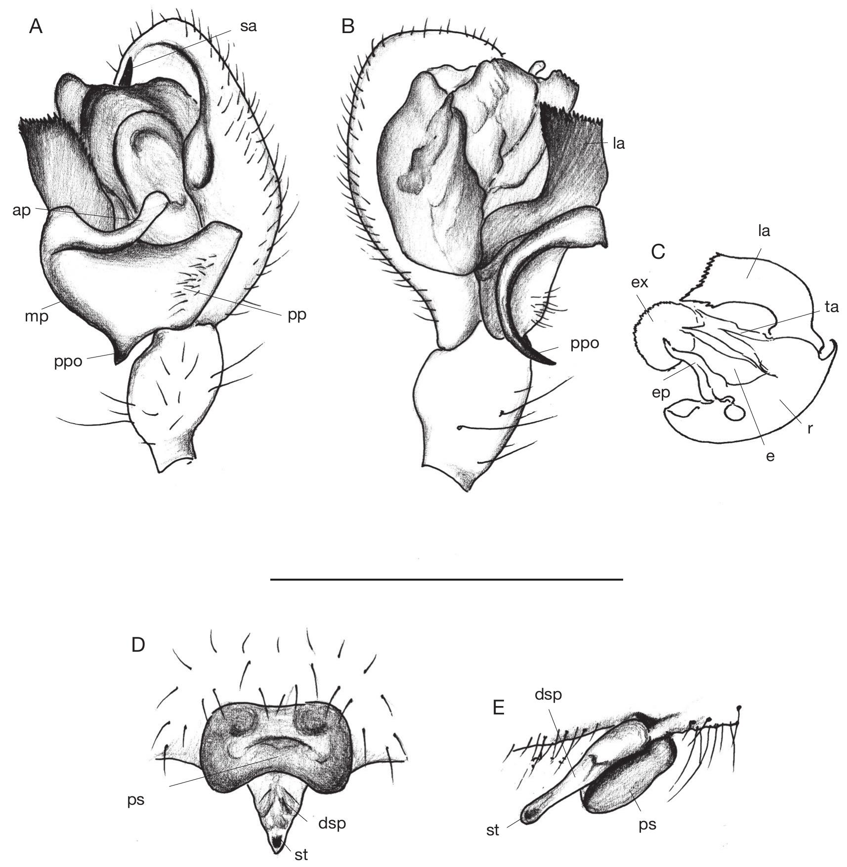 The High Complexity Of Micronetinae Hull, 1920 (Araneae, Linyphiidae ...