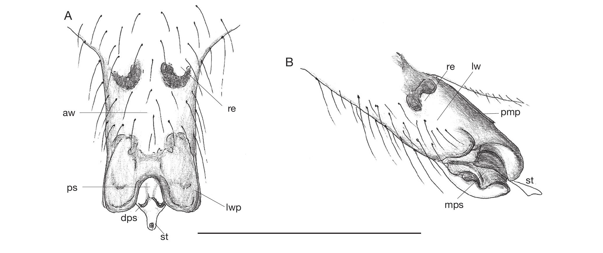 The High Complexity Of Micronetinae Hull, 1920 (Araneae, Linyphiidae ...