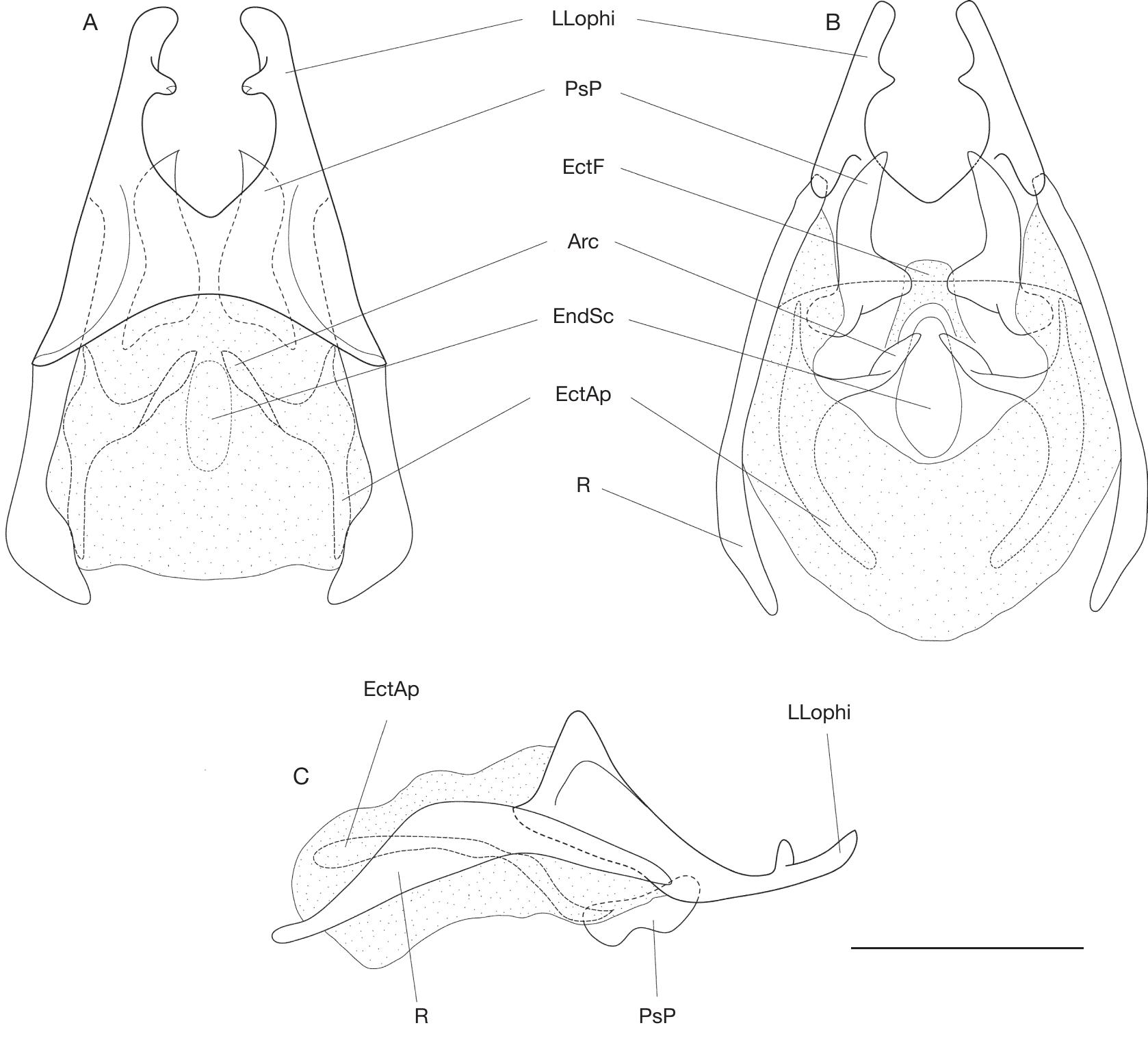 The Paroecanthini crickets (Orthoptera: Grylloidea: Gryllidae