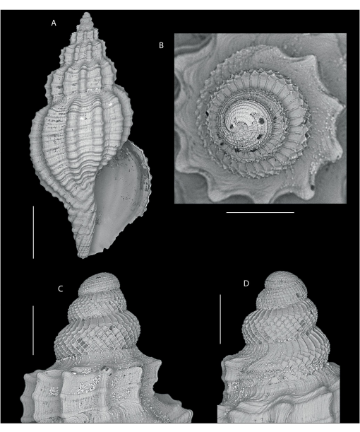 Revision Of Mediterranean And Ne Atlantic Raphitomidae Gastropoda Conoidea 8 The Genus Leufroyia Monterosato 14