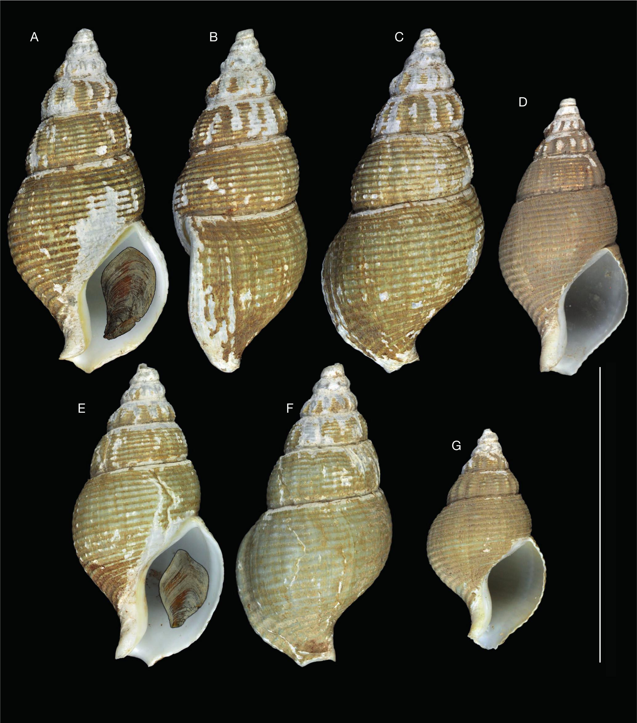 On the taxonomic position of Phaenomenella Fraussen & Hadorn, 2006 ...