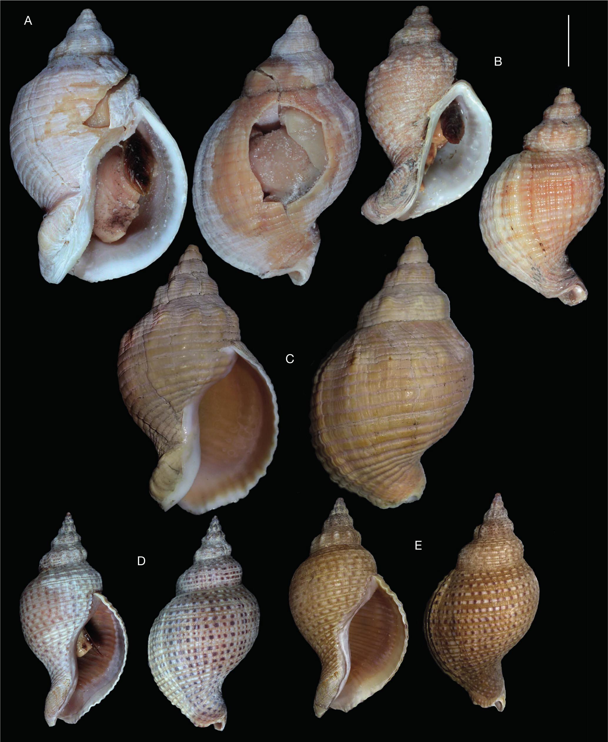 On the taxonomic position of Phaenomenella Fraussen & Hadorn, 2006 ...