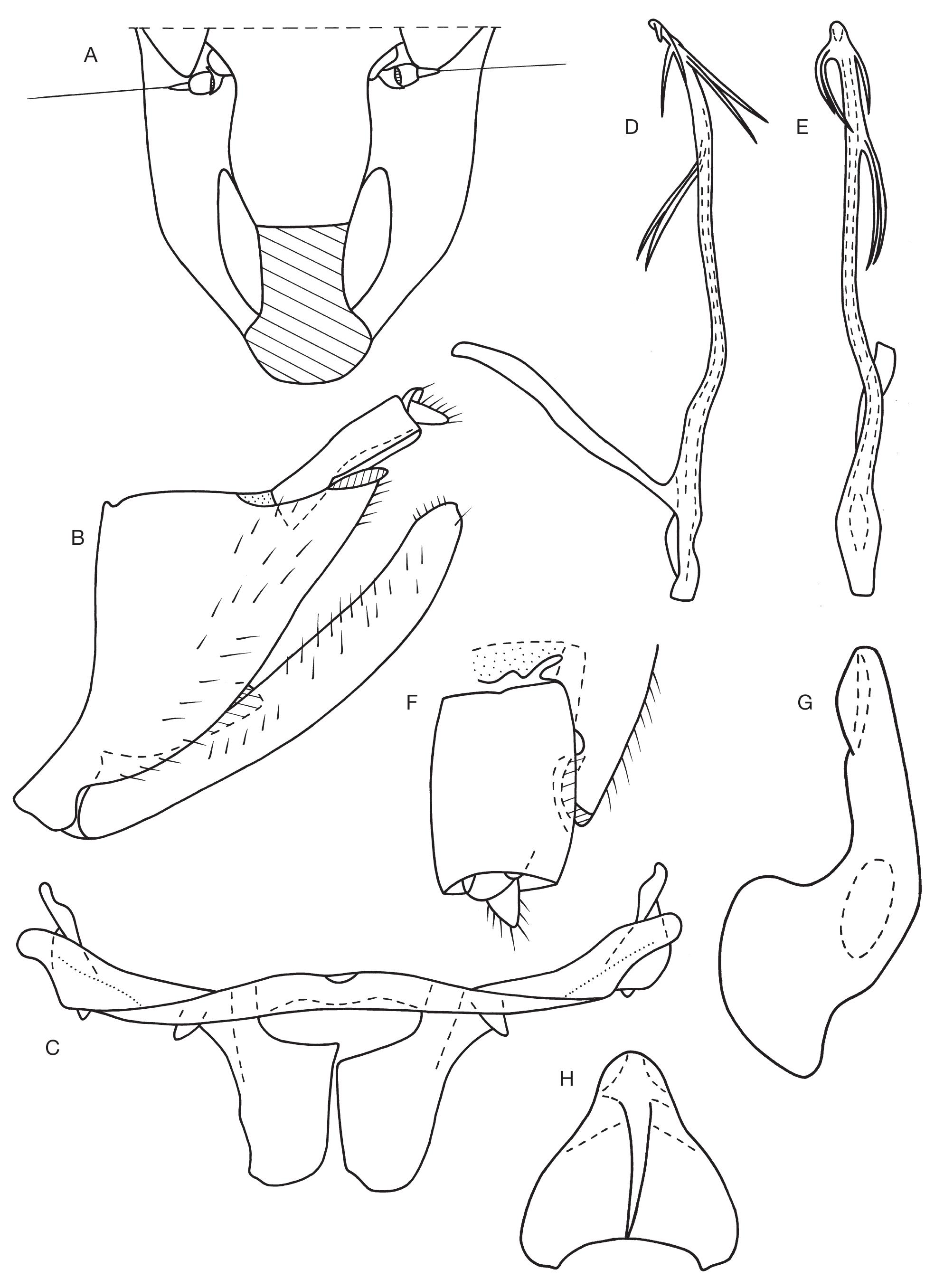 New species of the genera Limentinus Distant, 1917 and Calodia Nielson ...