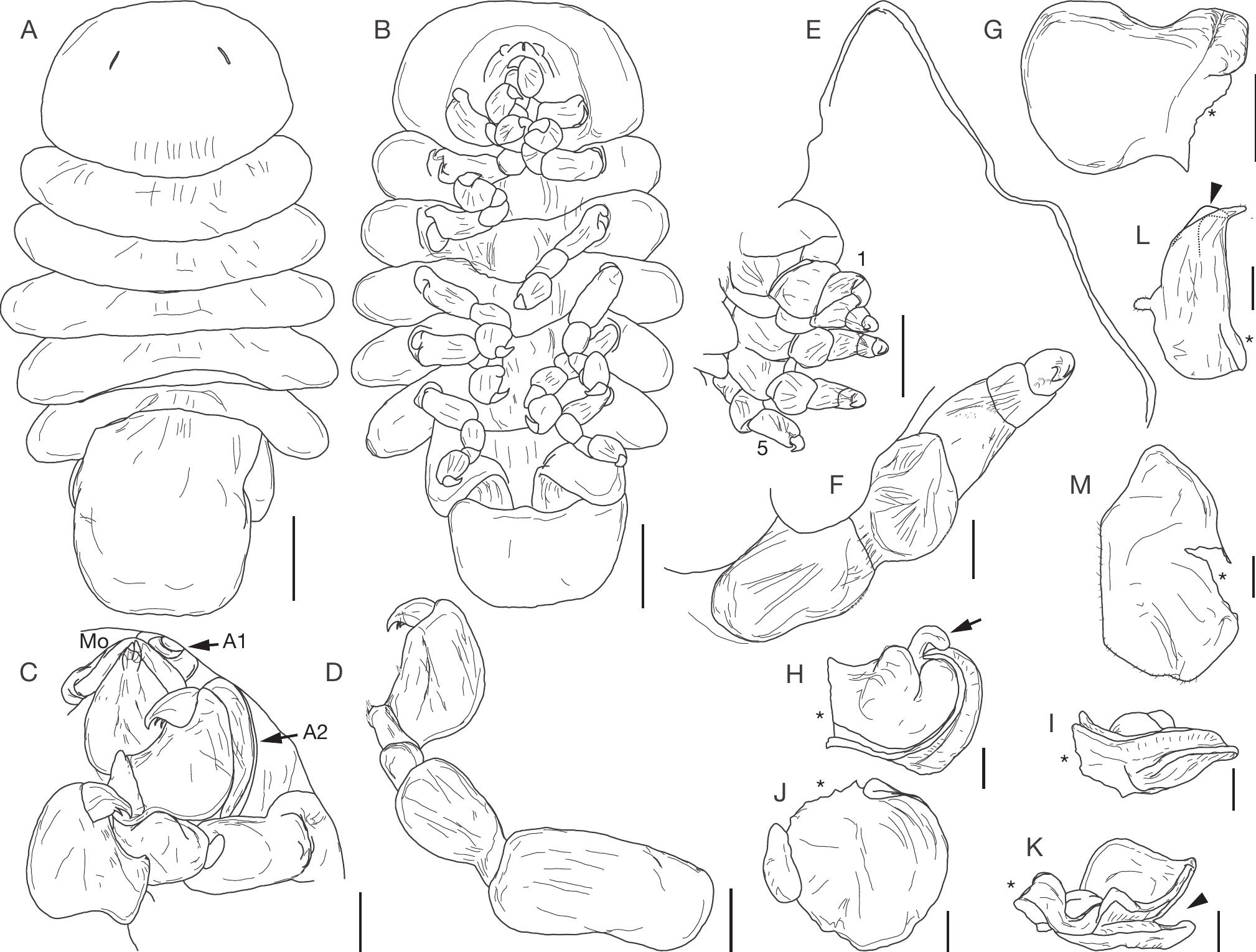 Out On A Limb Novel Morphology And Position On Appendages Of Two New Genera And Three New Species Of Ectoparasitic Isopods Epicaridea Dajidae Infesting Isopod And Decapod Hosts