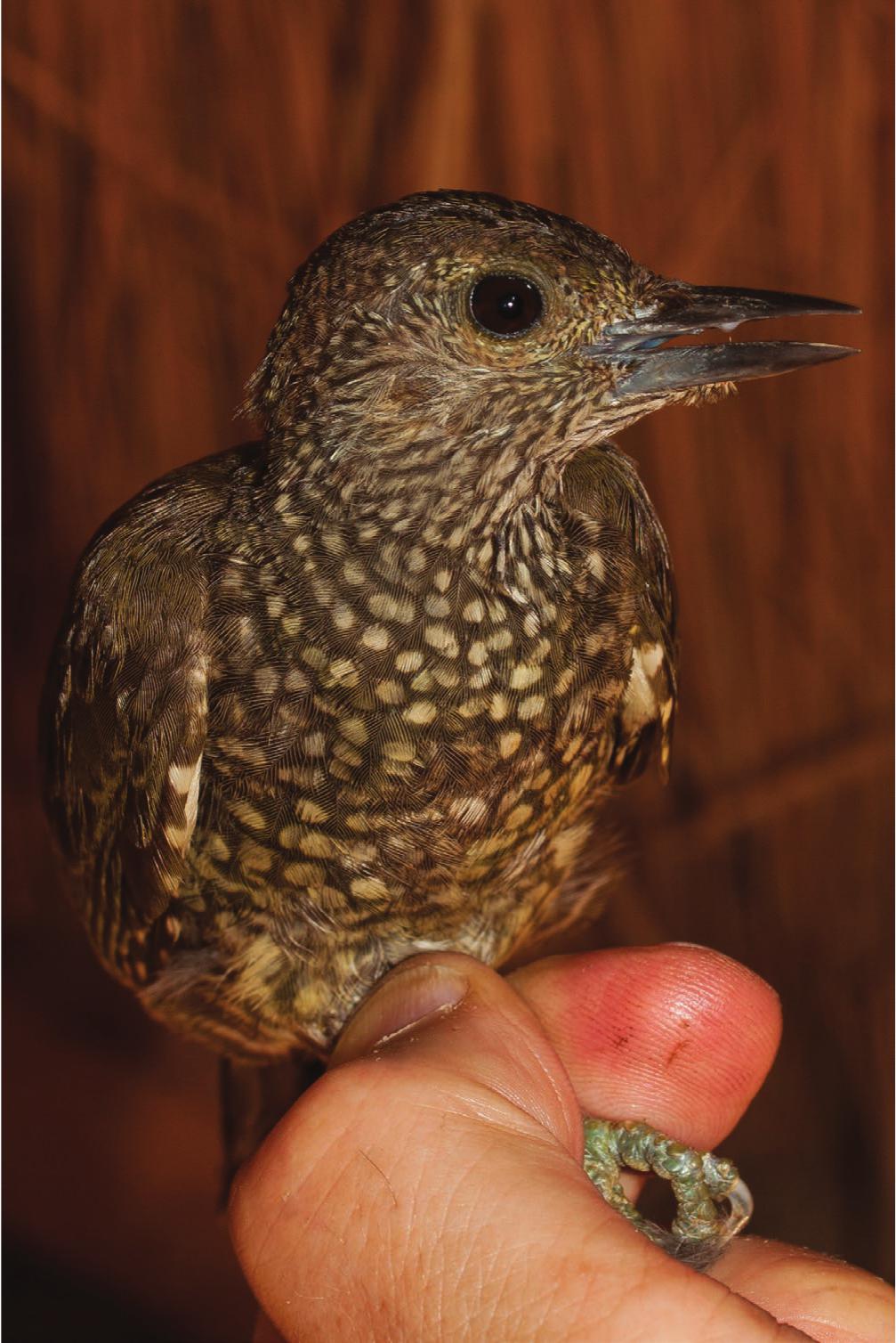 An annotated checklist of the birds of Burkina Faso