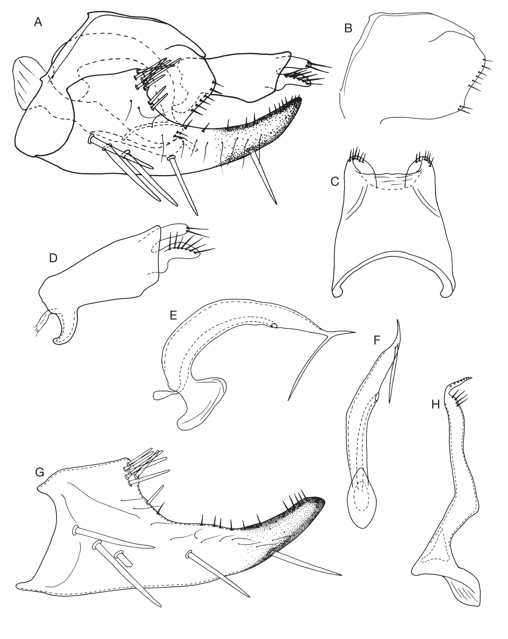 Review of the “red” Empoascini leafhoppers in the genera Baguoidea ...