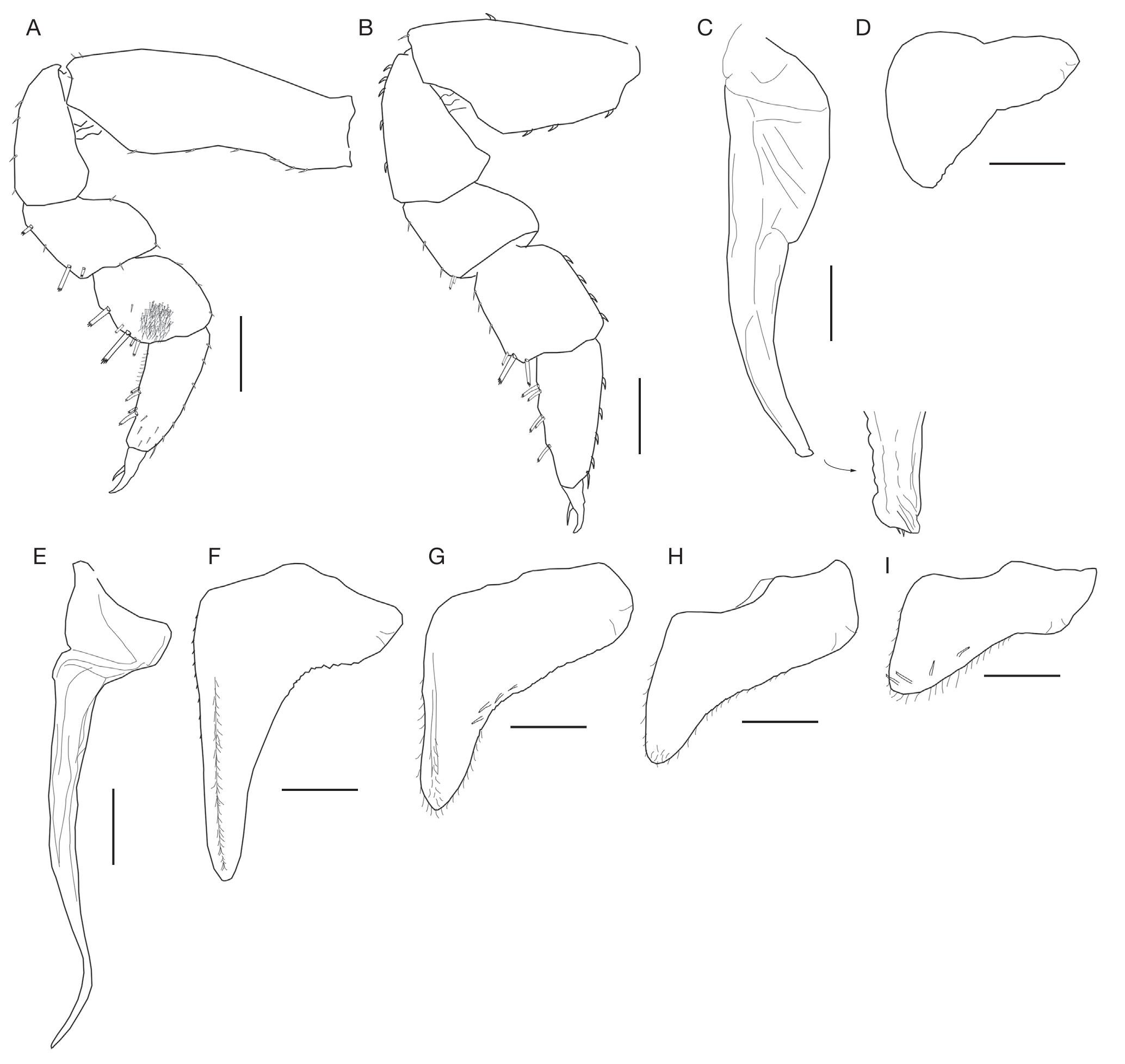 Terrestrial isopods (Isopoda, Oniscidea) of São Tomé Island, with the ...