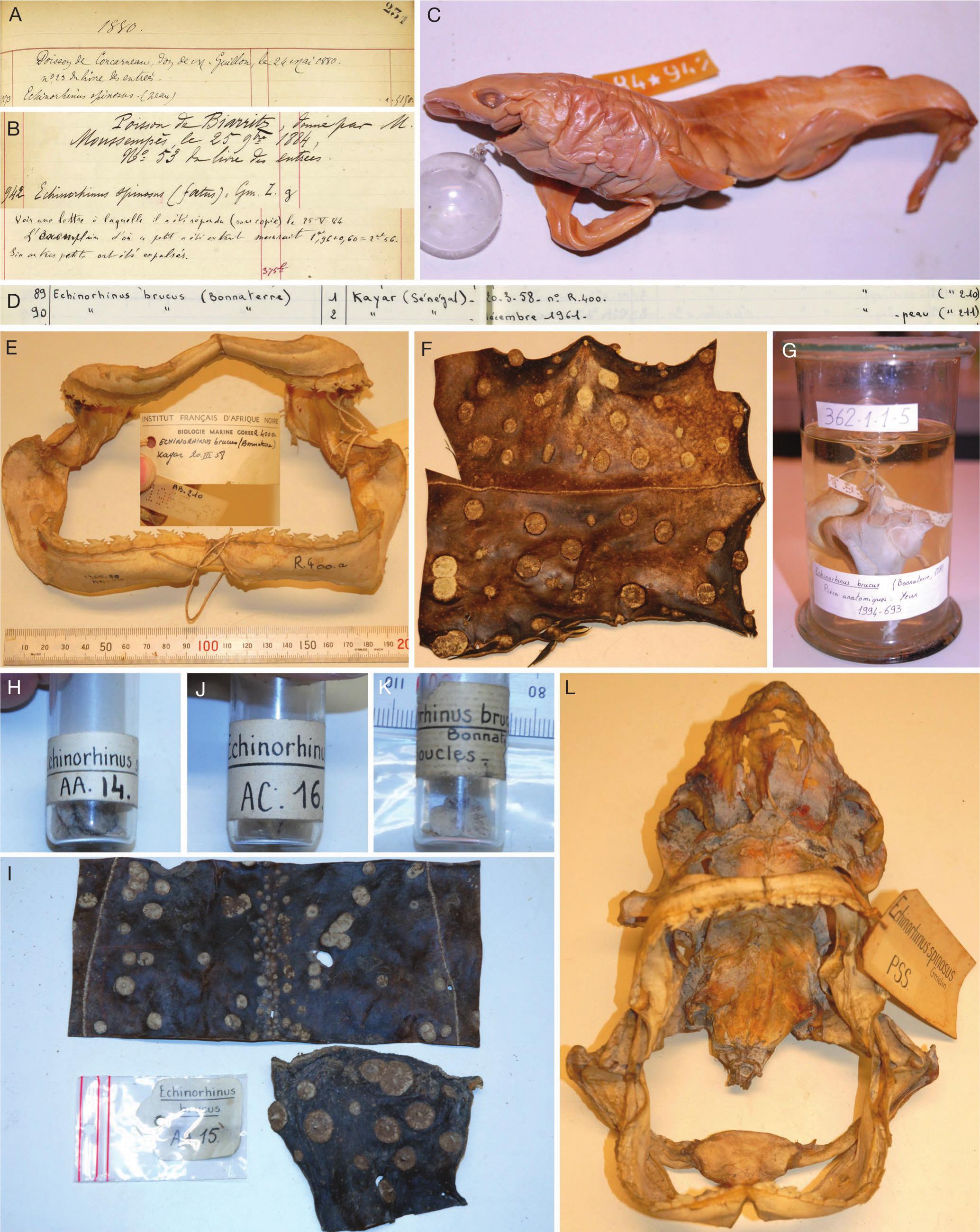 An inventory of Bramble sharks Echinorhinus brucus (Bonnaterre, 1788)  (Elasmobranchii, Echinorhinidae) in natural history collections worldwide  for conservation status assessment