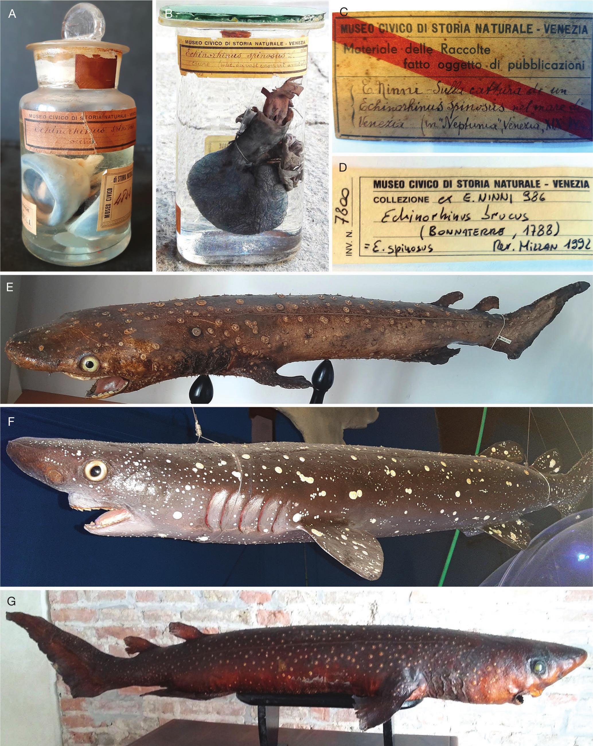 An inventory of Bramble sharks Echinorhinus brucus (Bonnaterre, 1788)  (Elasmobranchii, Echinorhinidae) in natural history collections worldwide  for conservation status assessment