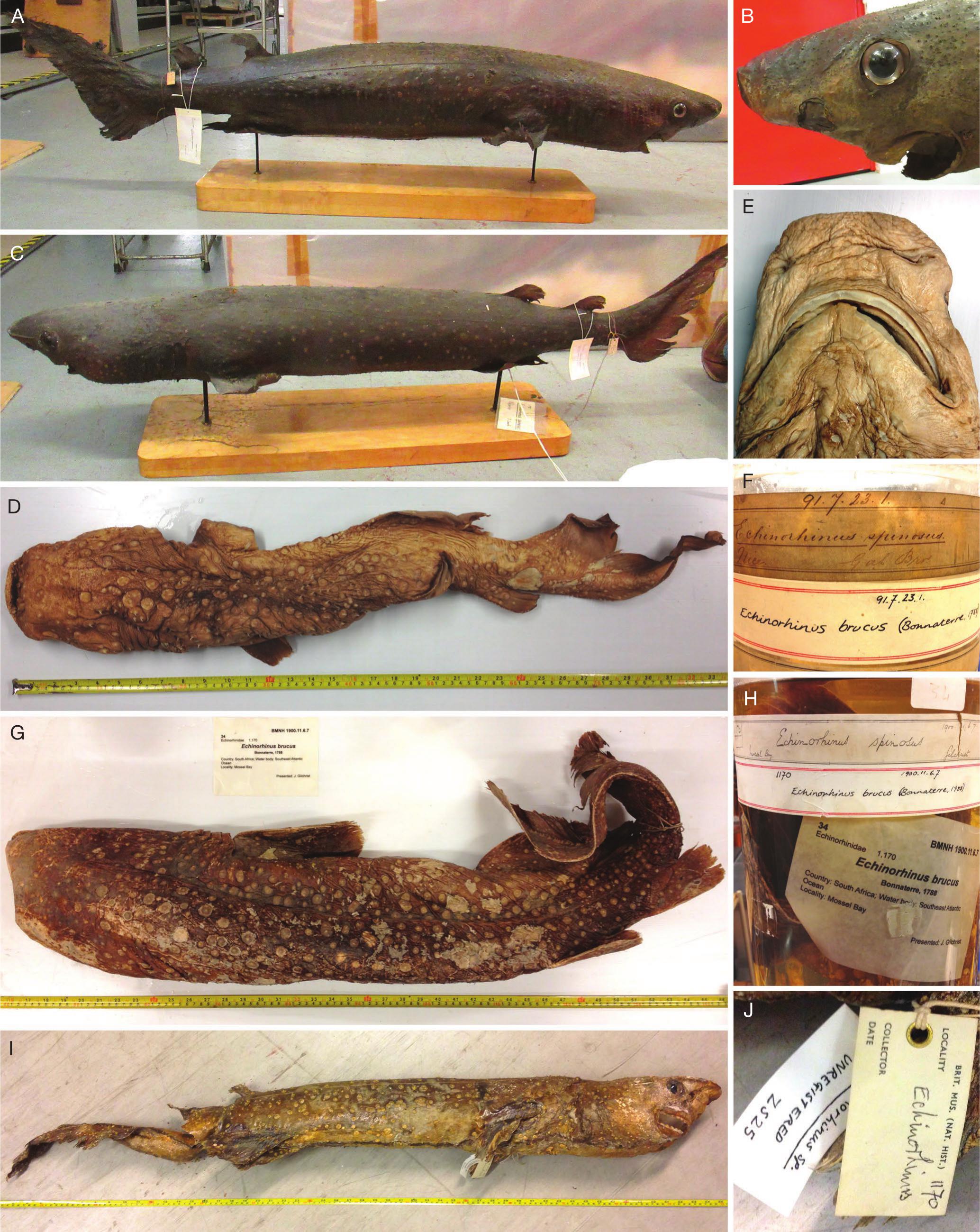 An inventory of Bramble sharks Echinorhinus brucus (Bonnaterre, 1788)  (Elasmobranchii, Echinorhinidae) in natural history collections worldwide  for conservation status assessment