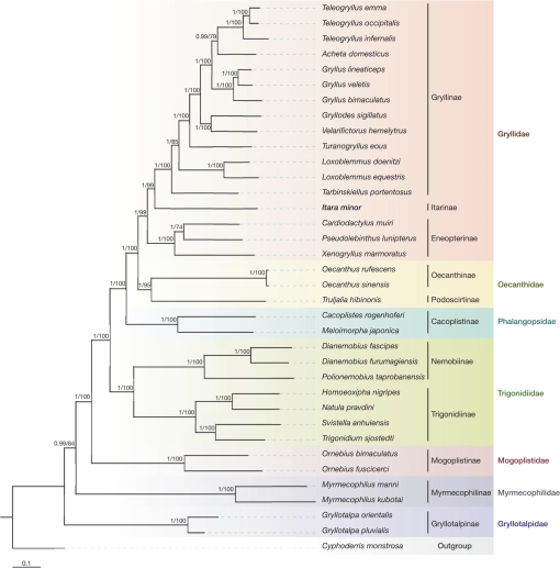 First report of complete mitogenome for an Itarinae species (Orthoptera ...