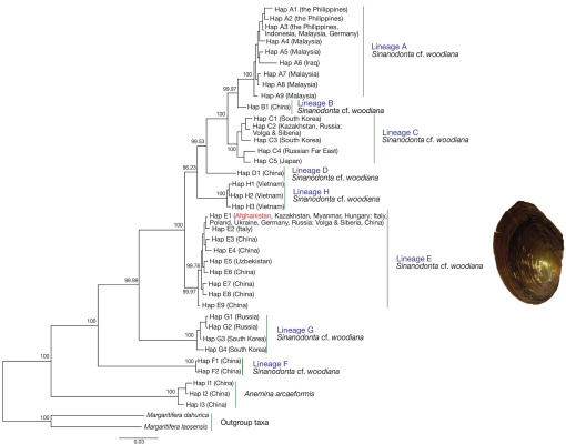 DNA barcoding revealed the presence of the invasive freshwater mussel ...