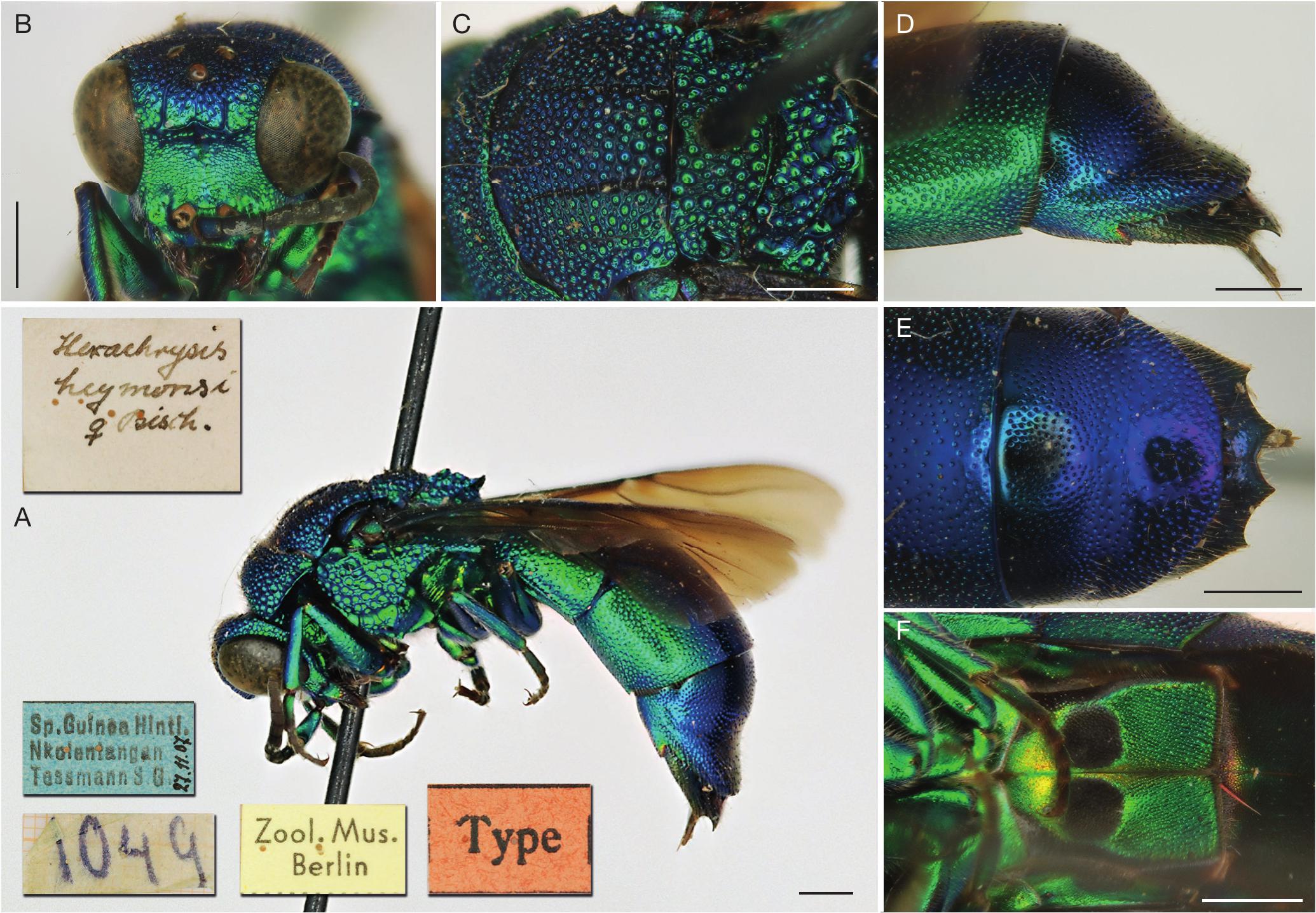 New findings of cuckoo wasps for Yemen with nomenclatural changes and ...