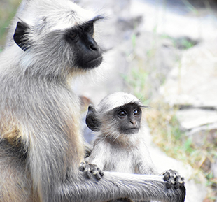 Gray langurs