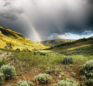 Yosemite sagebrish steppe