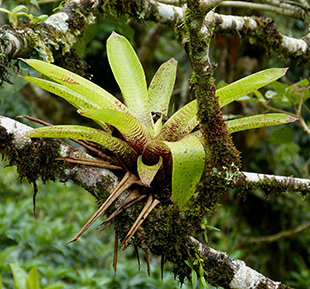bromelaid growing in a tree in the cloud forest.