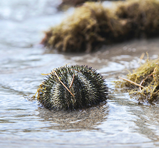 Sea urchin on the beach