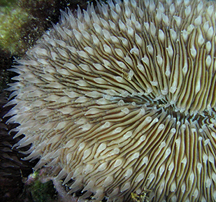Mushroom Coral