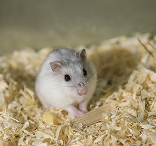 Dwarf white hamster
