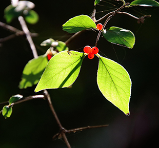 Amur honeysuckle (Lonicera maackii)