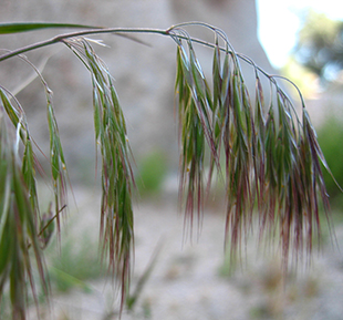 Cheat Grass