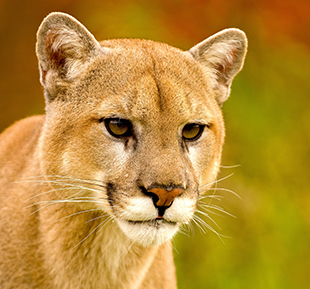 Portrait or close up of a Mountain Lion Puma Concolor