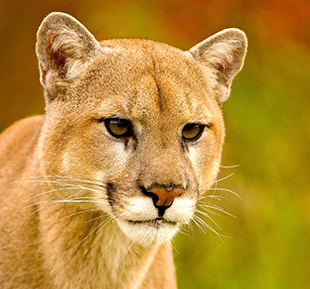 Mountain Lion Alert? - Northeast - Geocaching Forums